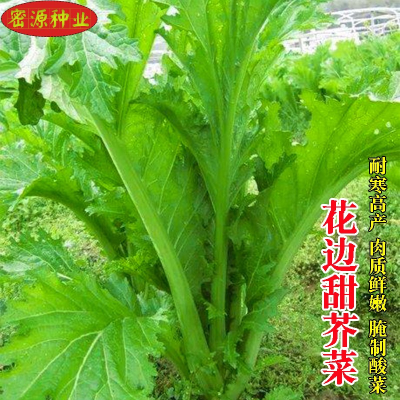 本地三月大菜种子高产四季农家