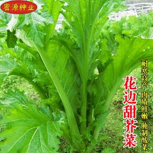 本地三月大菜种子高产花叶花边芥菜种籽四季耐寒易种农家蔬菜种孑