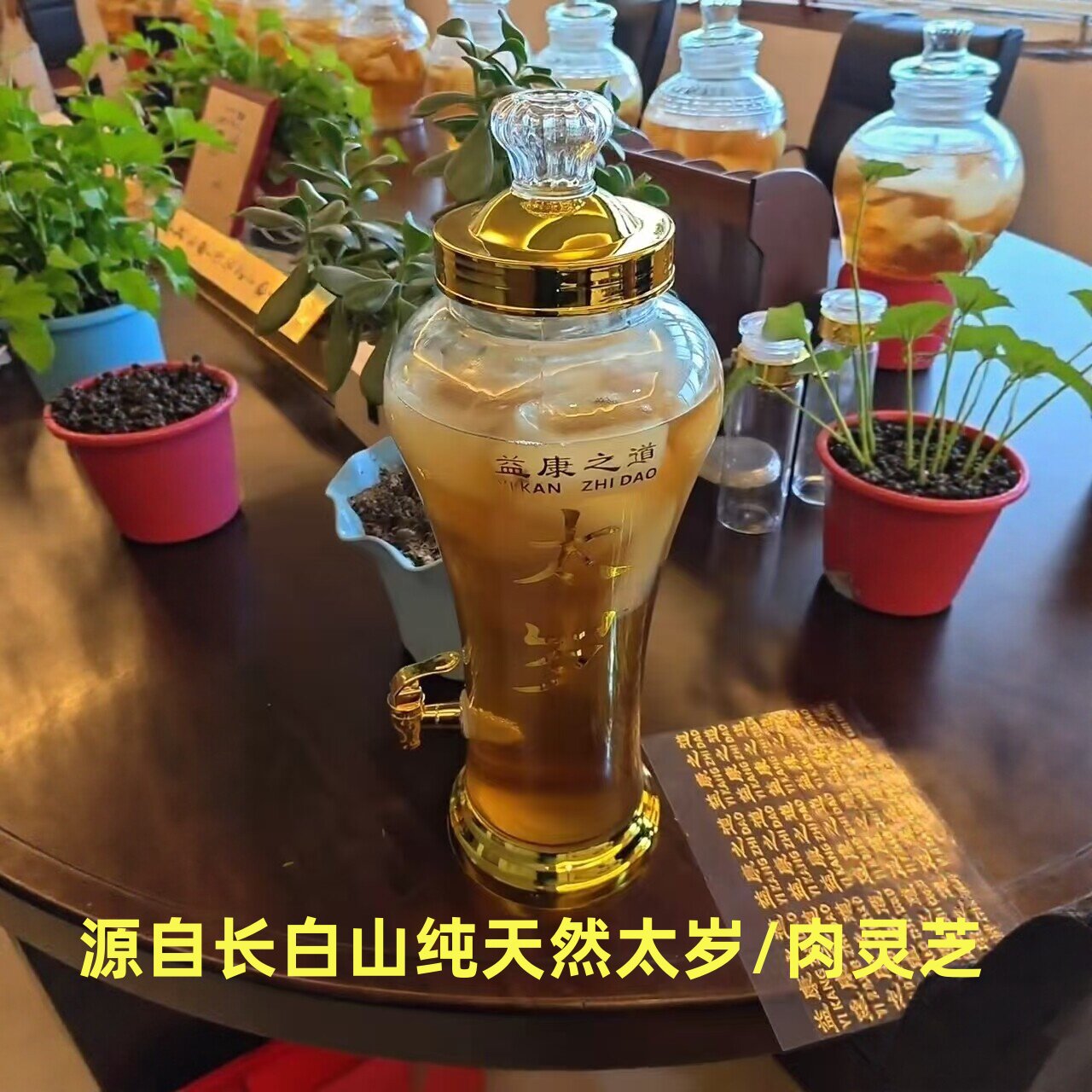 源自长白山天然太岁/正品肉灵芝*繁育培养原液*专人指导/保真包活