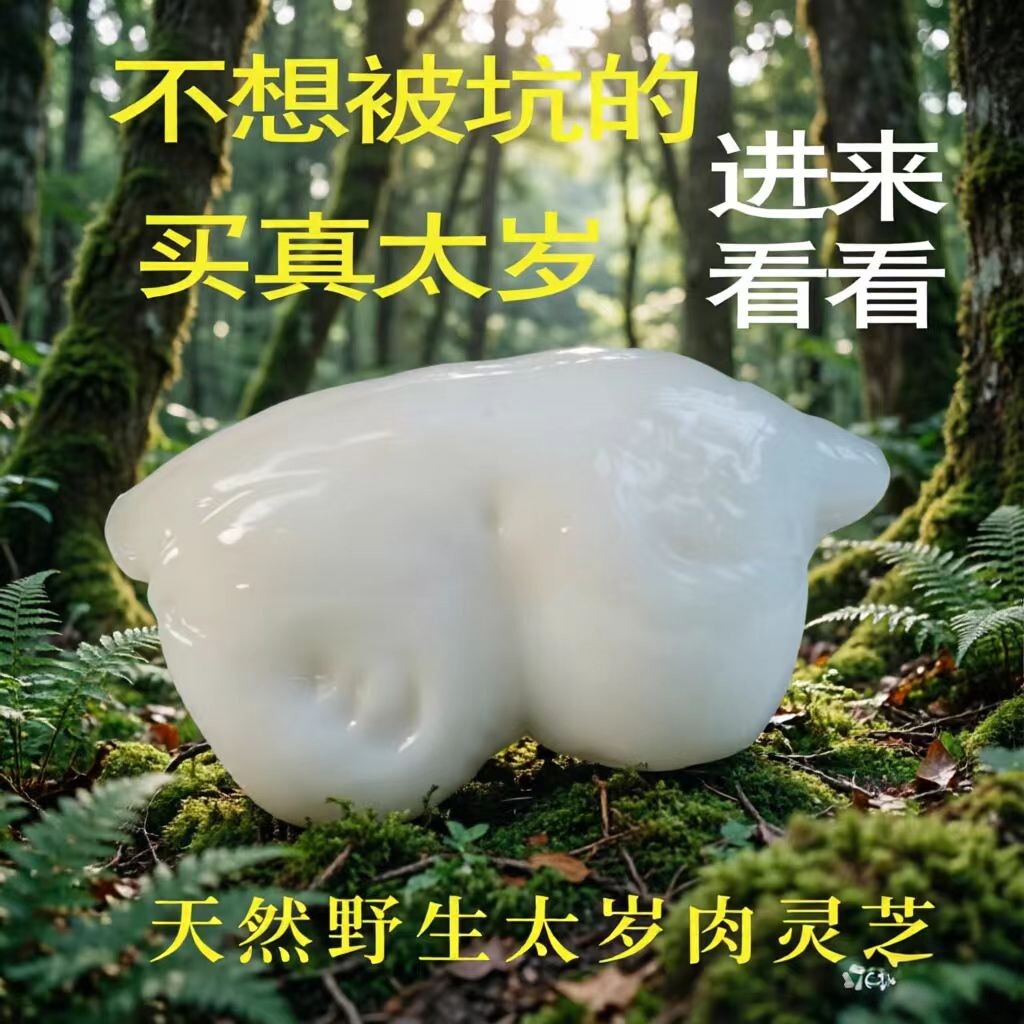 太岁肉灵芝整块发货专人指导保教包会遇水即活太岁活体可长期饮用