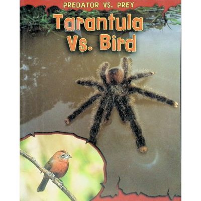 英文原版图书狼蛛大战鸟科普绘