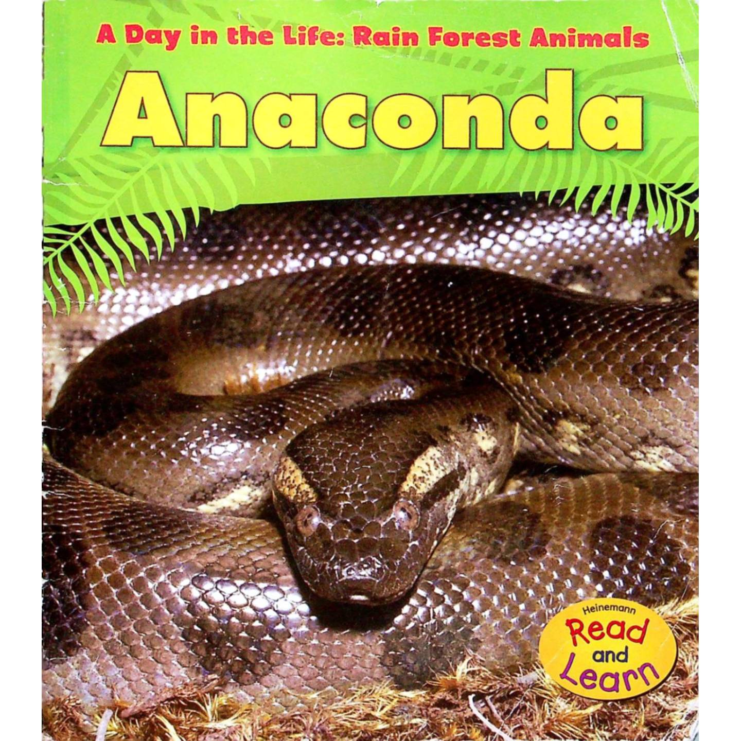 英文原版图书雨林动物森蚺科普