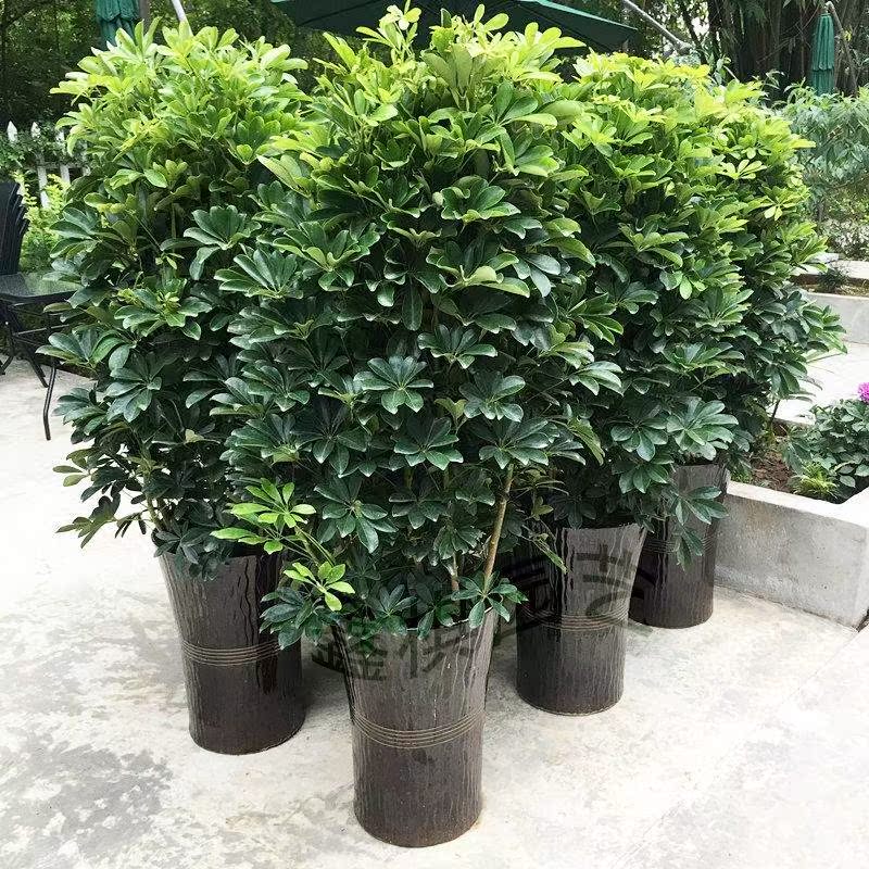 发财树大型盆栽新房室内客厅花卉八方来财鸭脚木绿植鸭掌木植物