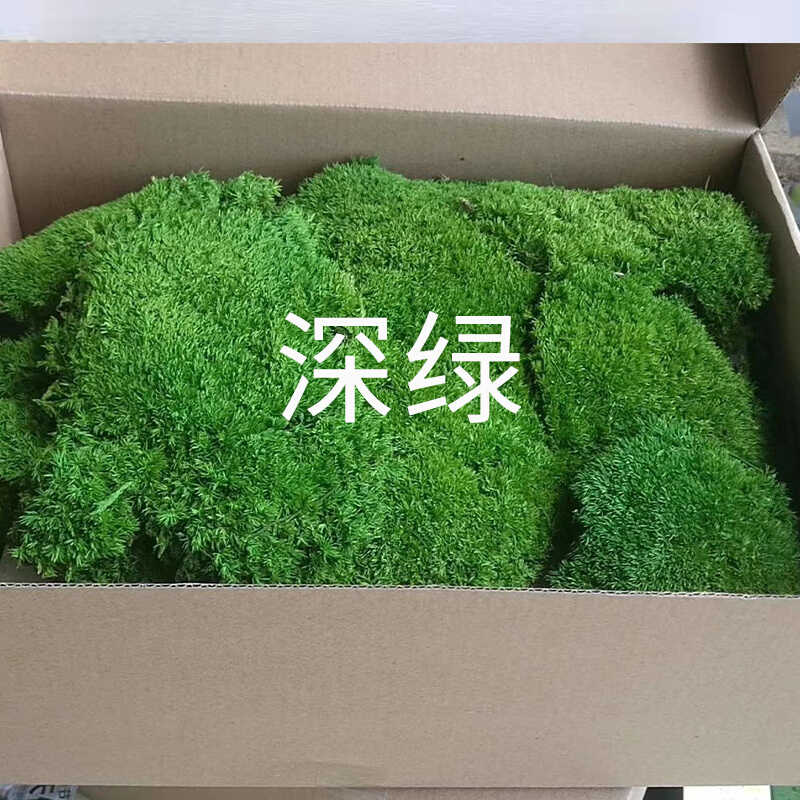 现货速发永生苔藓大灰藓白发藓墙永生花假仿生青苔盆景室内景观造