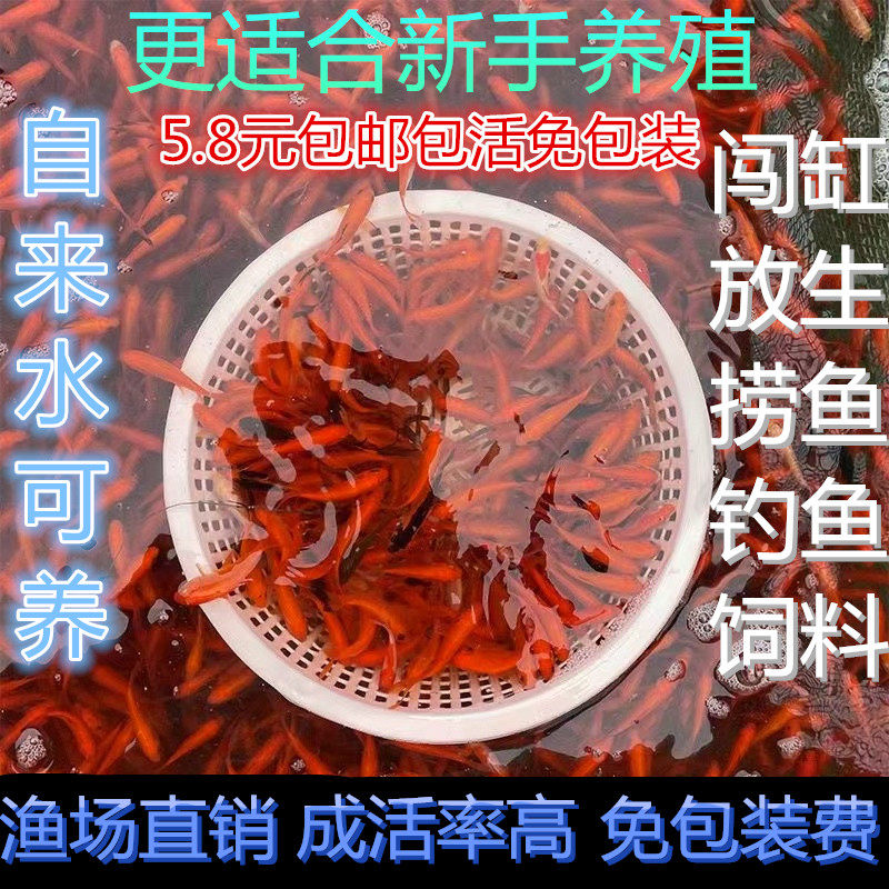 小鱼活观赏鱼草金鱼苗一斤淡水饲料鱼活物好养家养耐活好养锦鲤鱼