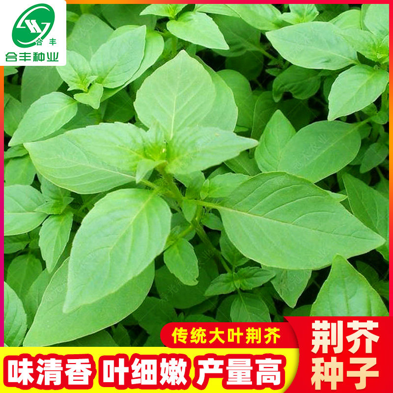 大叶荆芥菜种籽苗盆栽猫薄荷四季大叶荆芥种子野菜荆芥种籽春季孑