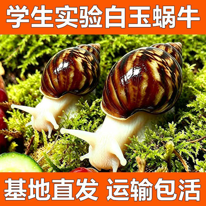 活体白玉大小蜗牛饲养舱盒学生自特色爬宠/鸣虫