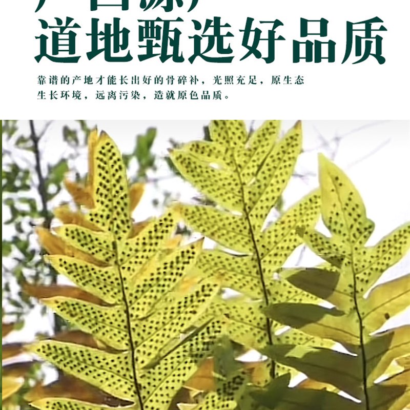 骨碎补中药材500g广西野生新鲜干H货骨碎补申姜石姜爬岩姜片