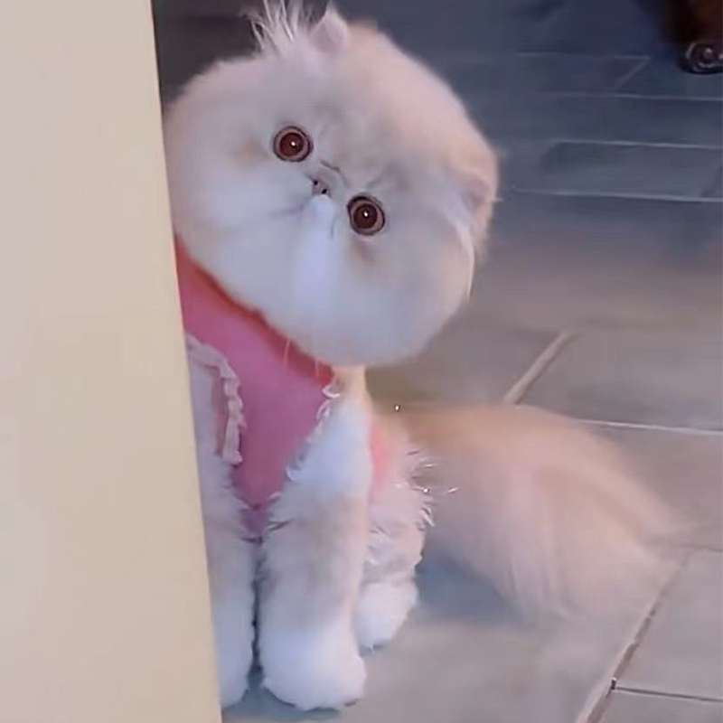 纯种加菲猫猫崽波斯猫异国短毛猫