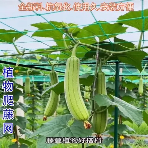 瓜棚网艺爬藤网葡萄加强版尼龙网牵牛花攀爬网家用黄瓜植物爬藤搭