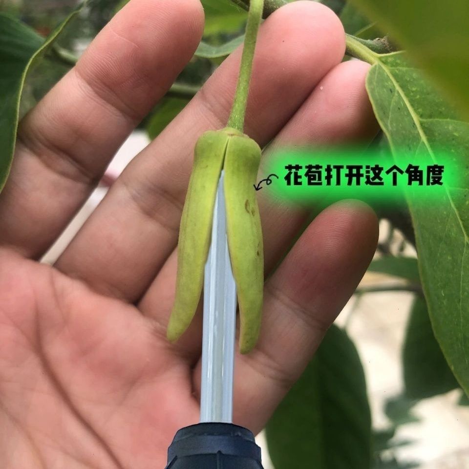释迦果授粉器手动快速率图片