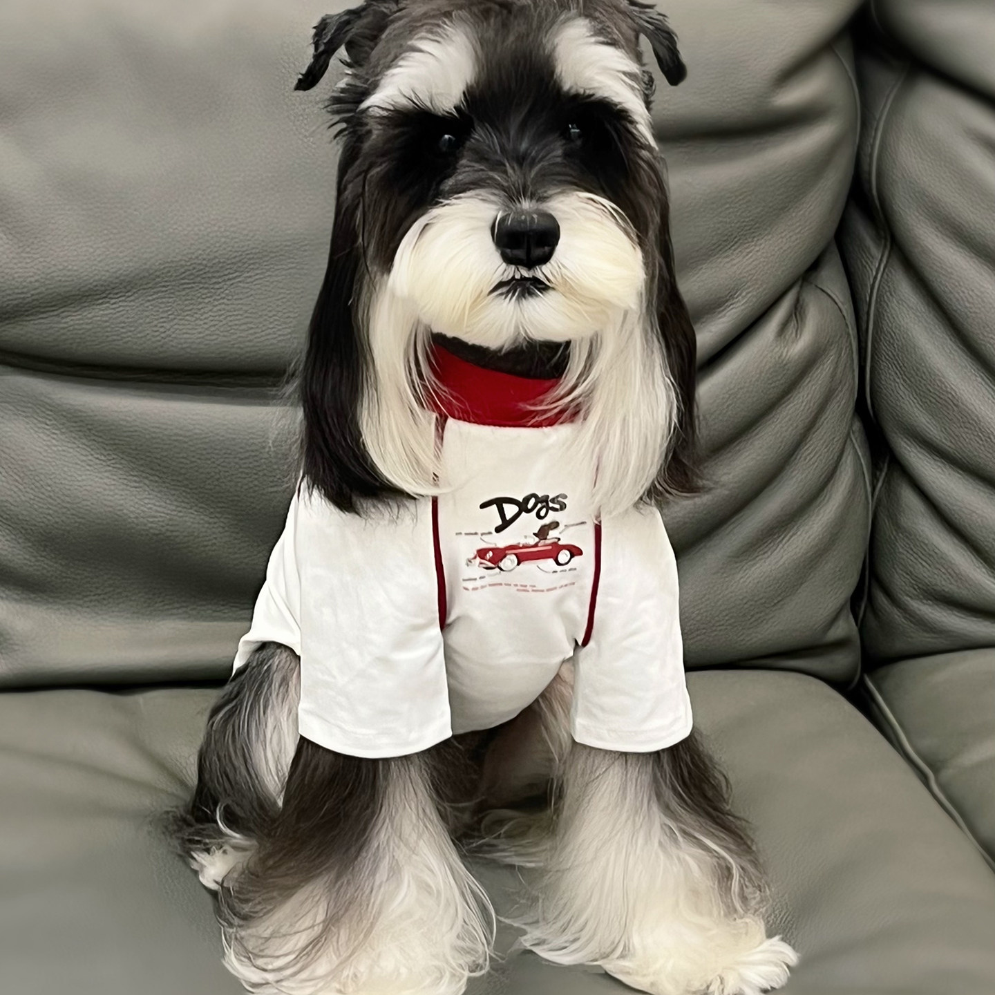 狗狗衣服夏季薄款宠物T恤短袖夏天防晒凉凉衣服中小型犬比熊小狗