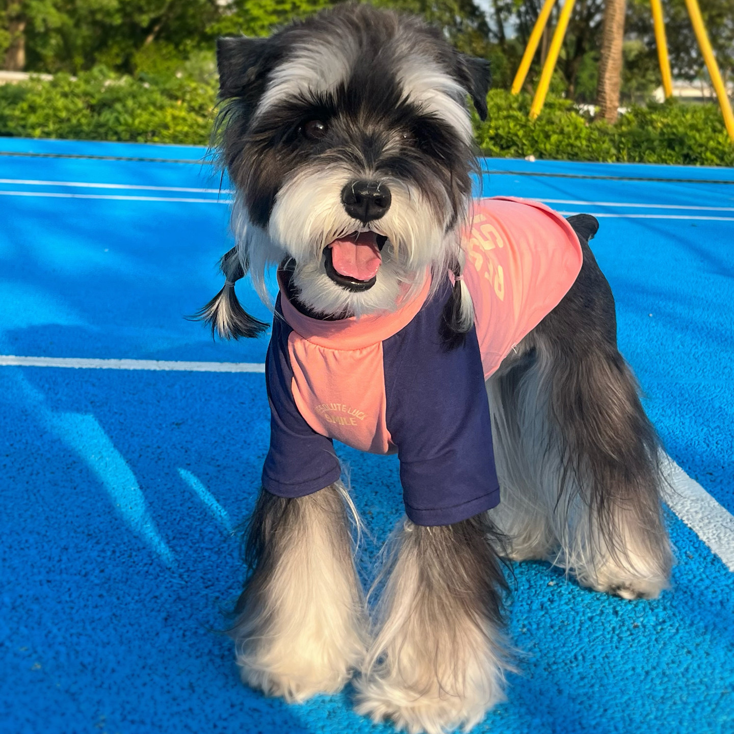 狗狗衣服夏季薄款宠物T恤小狗短袖凉凉衣外穿中小型犬比熊雪纳瑞