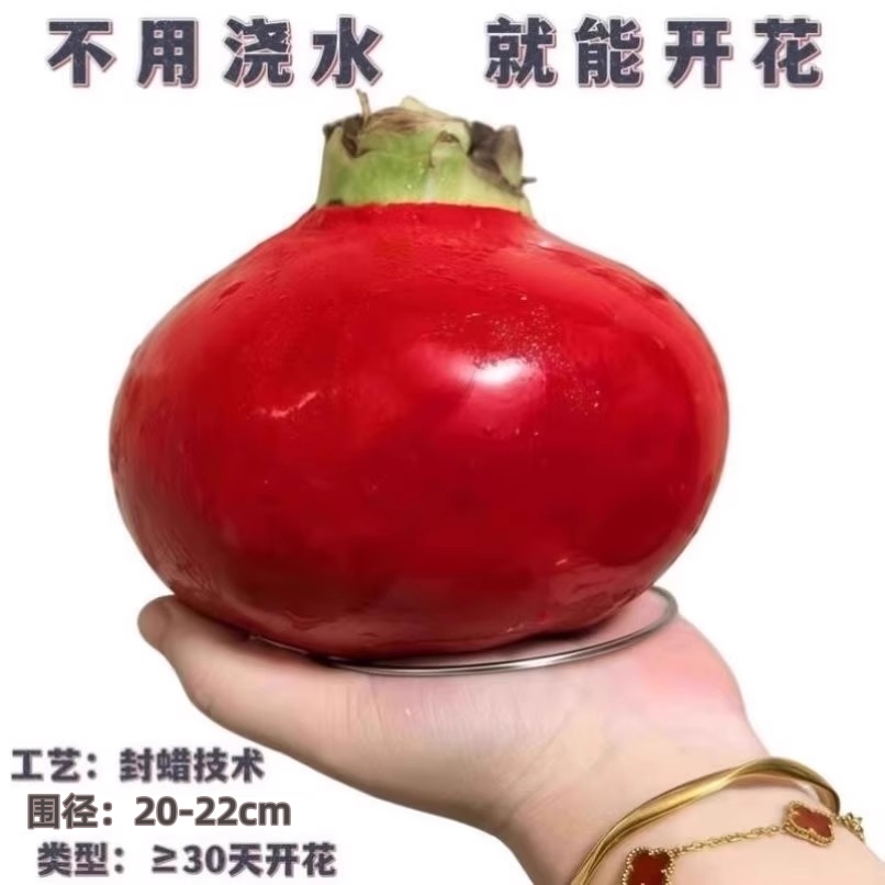 朱顶红蜡球好运封冬礼品开花蜡球