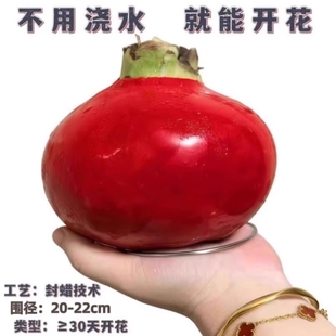 朱顶红蜡球好运封冬礼品开花蜡球客厅办公创意植物年宵花卉