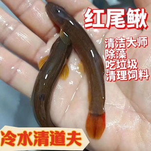 红尾鳅冷水鱼清道夫小条鳅小泥鳅鱼观赏鱼红尾副鳅钢鳅底层清洁鱼
