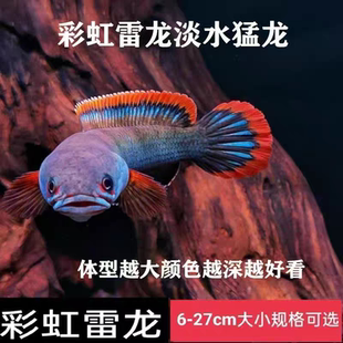 七星鱼彩虹雷龙鱼观赏耐养冷水鱼淡水鱼凶猛七彩雷龙红月珍珠雷龙