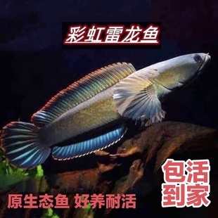 雷龙观赏鱼冷水鱼黄金眼镜蛇雷龙鱼凶猛七彩雷龙淡水鱼彩虹雷龙鱼