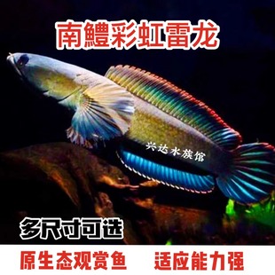 雷龙鱼冷水鱼观赏鱼淡水鱼凶猛七彩雷龙好养活红尾龙鱼彩虹雷龙鱼