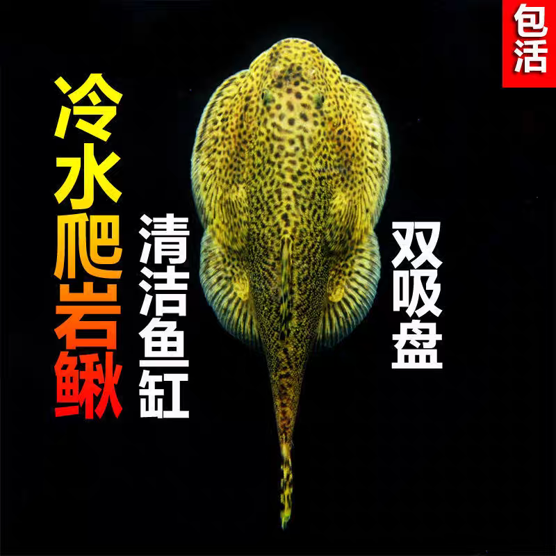 除藻鱼观赏鱼冷水清道夫爬岩鳅
