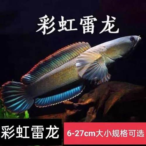 彩虹雷龙黄金眼镜蛇雷龙鱼热带鱼