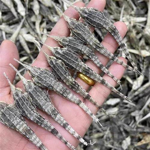 海麻雀干货煲汤泡酒海星汤包海底麻雀中药材海燕子汤包料海麻雀