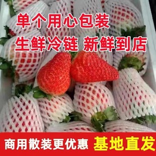 云南草莓新鲜四季 基地直发茶饮现货烘焙烧仙草 大草莓商用10斤散装