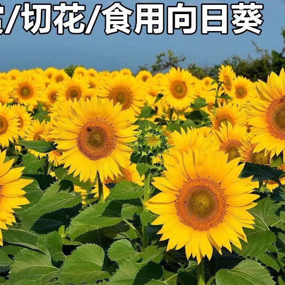 向日葵种孑观赏切花食用葵花籽油葵文森特花种子盆栽室外易活花籽