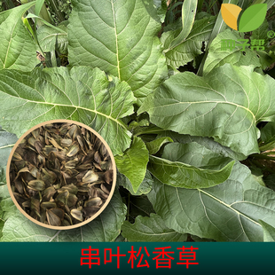 串叶松香草种子多年生教授菊牛羊牧草高产耐寒大叶蛋白菊散装