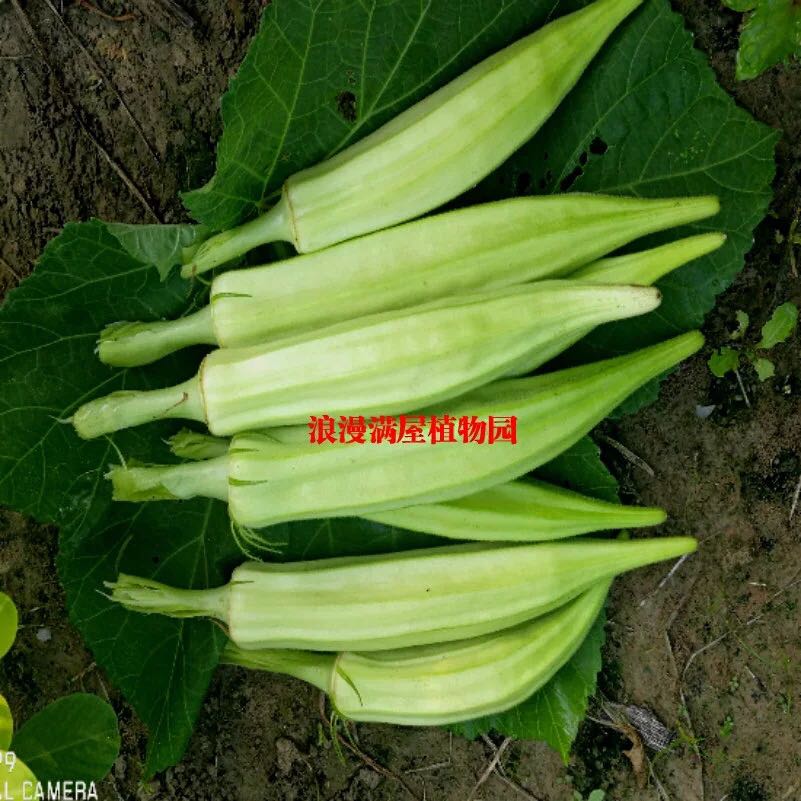 农家传统蔬菜种子黄秋葵红秋葵大花秋葵阳台田园庭院盆栽易种植
