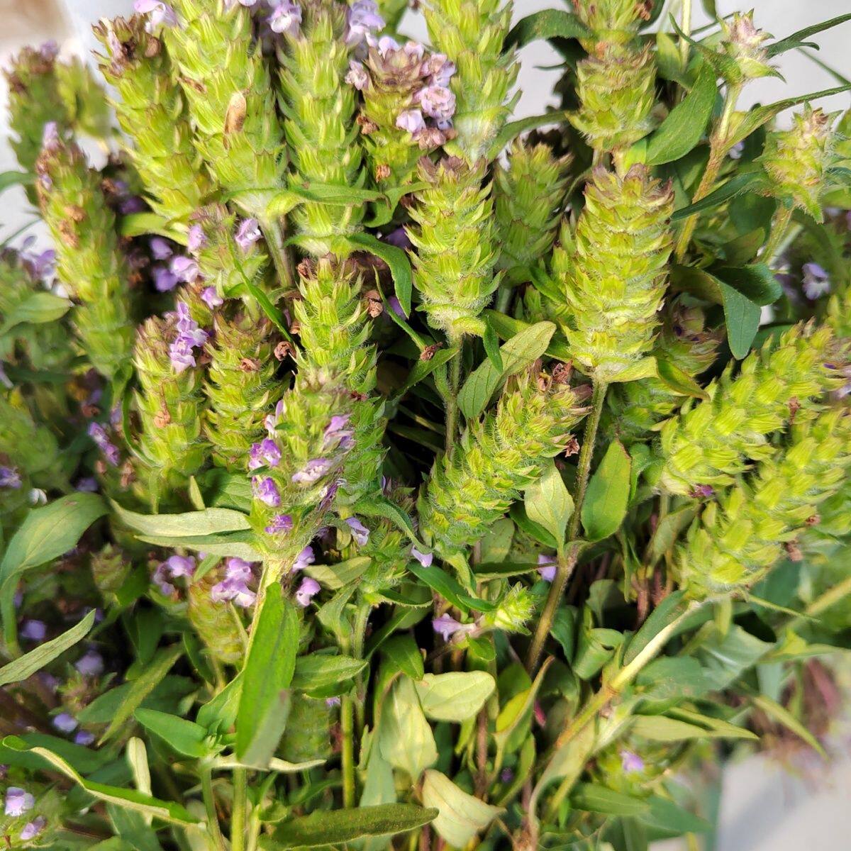 野生夏枯草种子药材麦穗花草茶牛低头棒槌草夏古草夏谷球草本植物