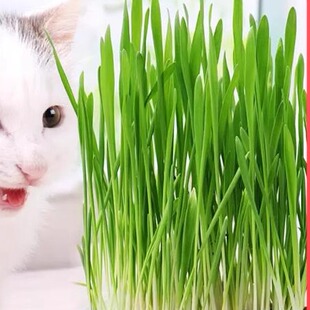 猫草无土盆栽化毛草种子非已种好懒人幼猫小麦种子猫咪零食品