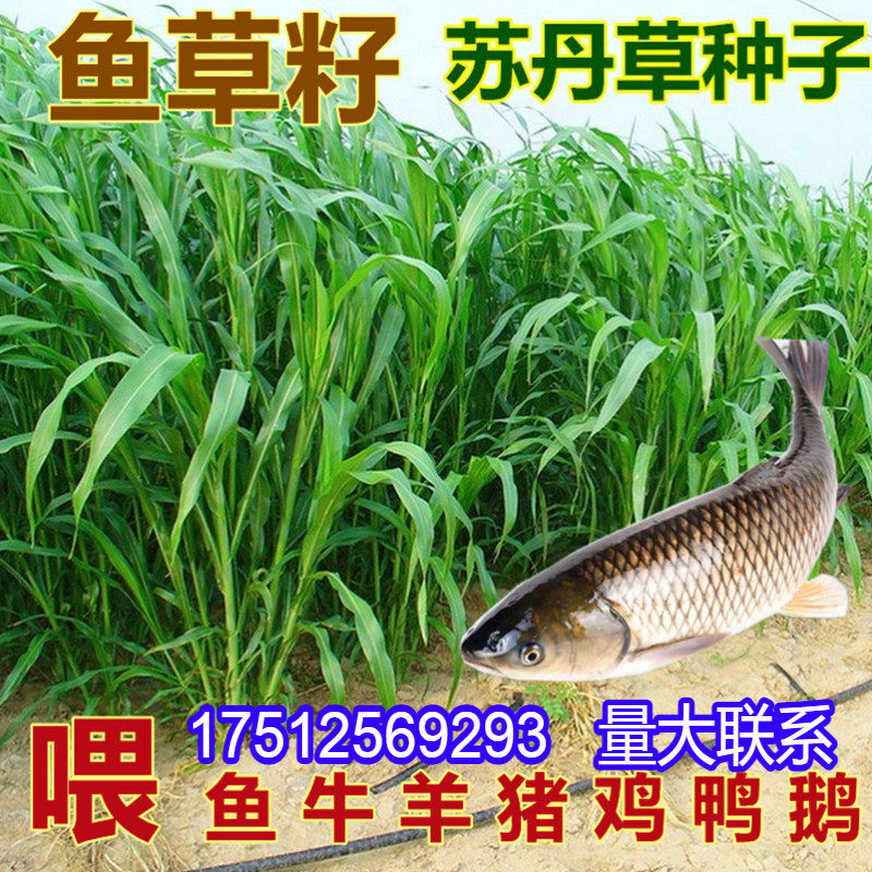 苏丹草草籽高丹草种子四季猪牛羊种子牧草喂鱼养殖再生鱼草种籽
