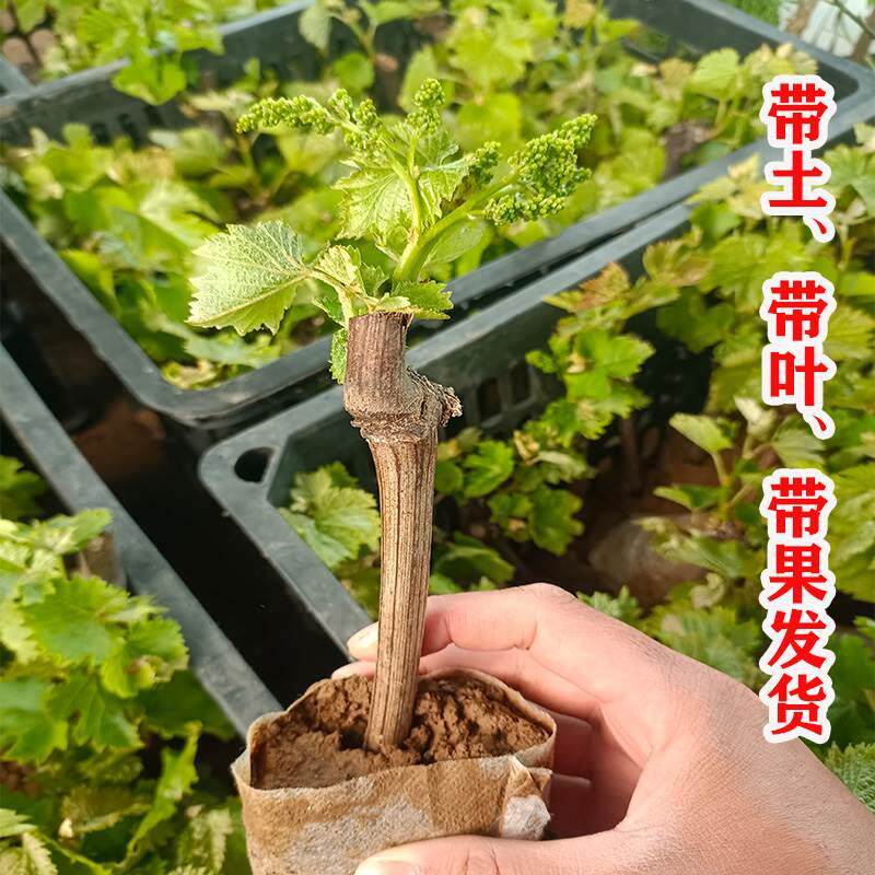 带果巨峰阳光玫瑰玫瑰香葡萄寒香蜜树苗盆栽矮化葡萄当年结果树苗