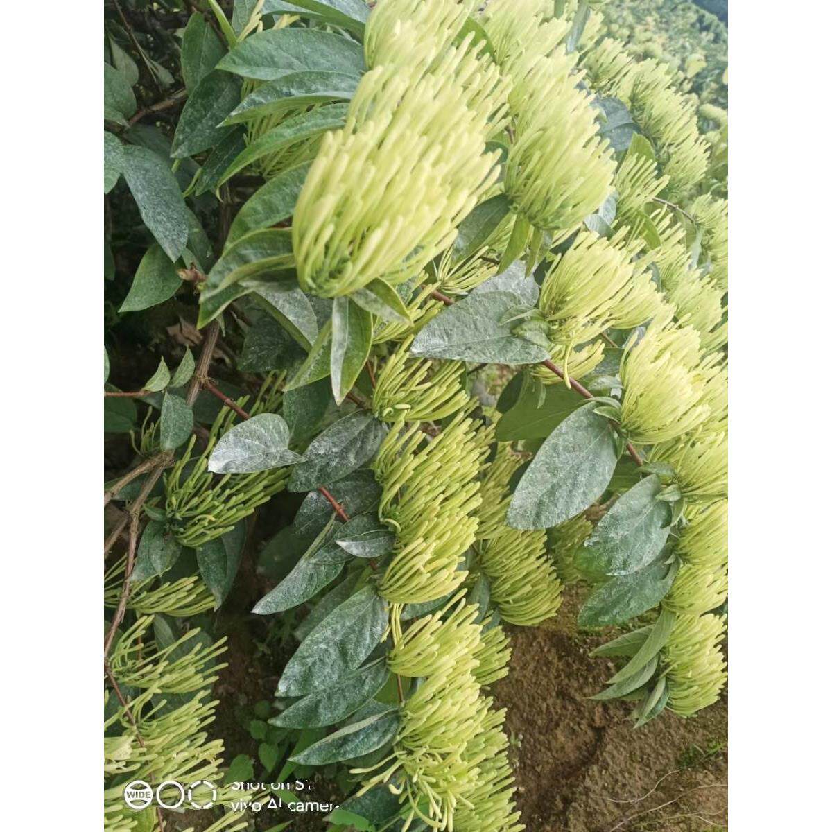 湖南金银花苗湘蕾5号花王金银花嫁接苗药食两用金银花苗基地直供