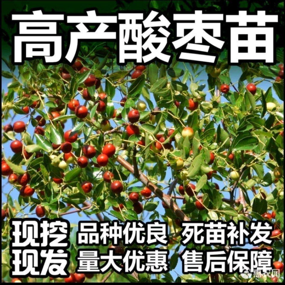 晋酸3号高产药用双仁酸枣苗山枣苗南北方种植 盆地栽当年结果树苗