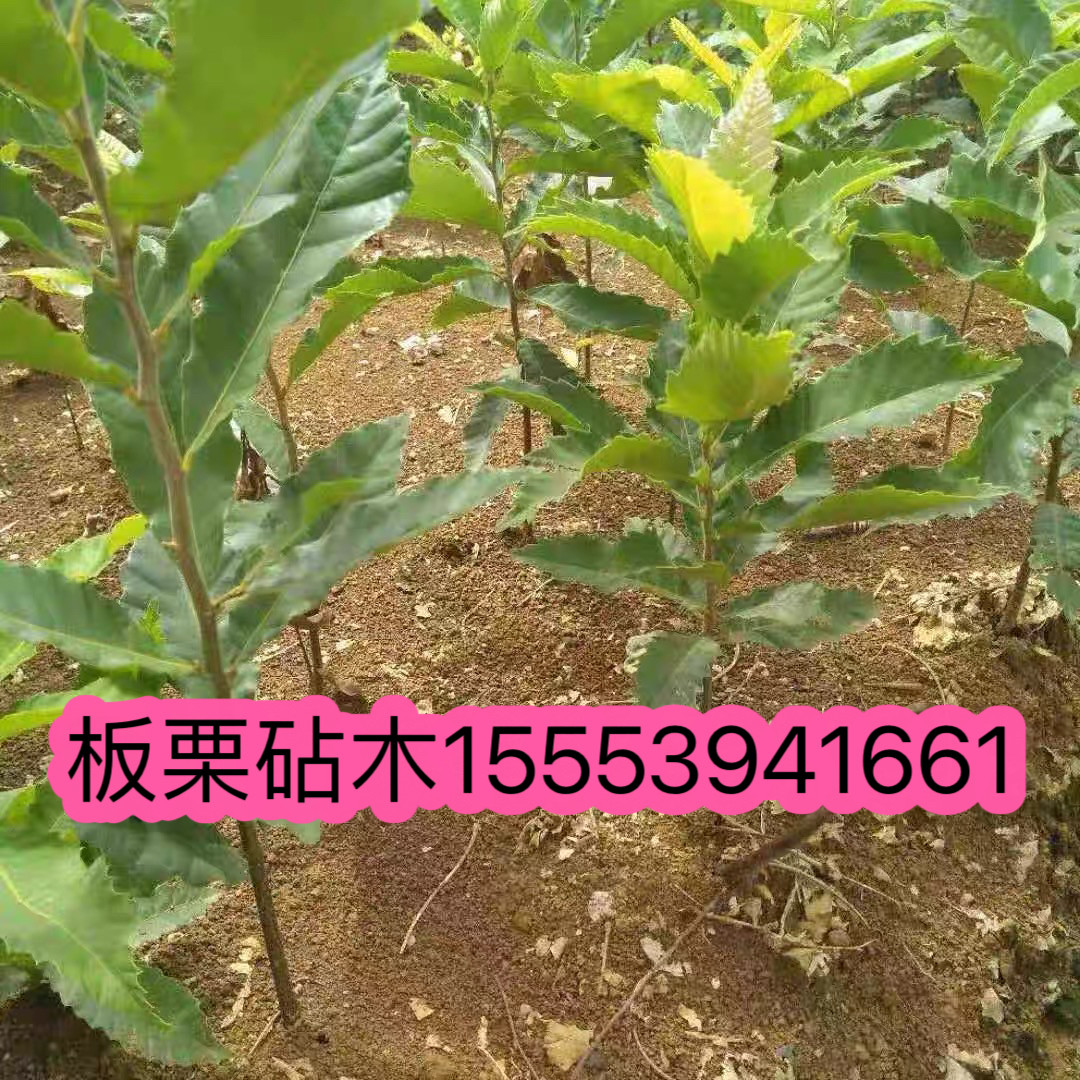 板栗实生苗野生板栗树苗板栗直生苗毛栗苗锥栗板栗嫁接砧木