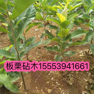 板栗实生苗野生板栗树苗板栗直生苗毛栗苗锥栗板栗嫁接砧木