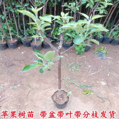 苹果树苗盆栽地载庭院南