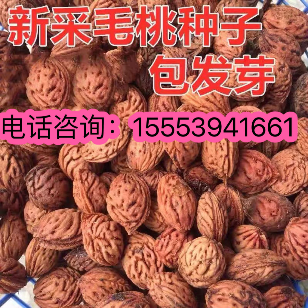 当年新采毛桃种子冬桃种子新采毛桃核野生毛桃树种子嫁接梅花砧木