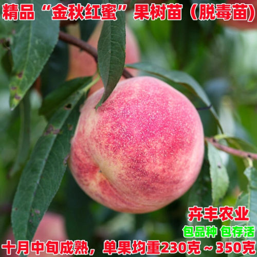 嫁接金秋红蜜桃桃树苗9月底成熟特大脆甜晚熟冬桃南北方庭院种植