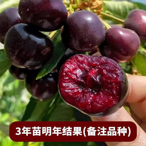 俄罗斯八号车厘子树苗南北方种植耐寒大樱桃树苗盆栽嫁接当年结果