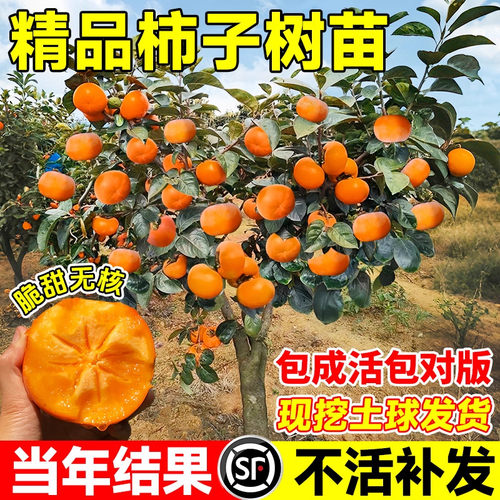 无核脆甜火晶柿子树果苗嫁接庭院果树特大号盆栽矮化耐寒柿子树苗