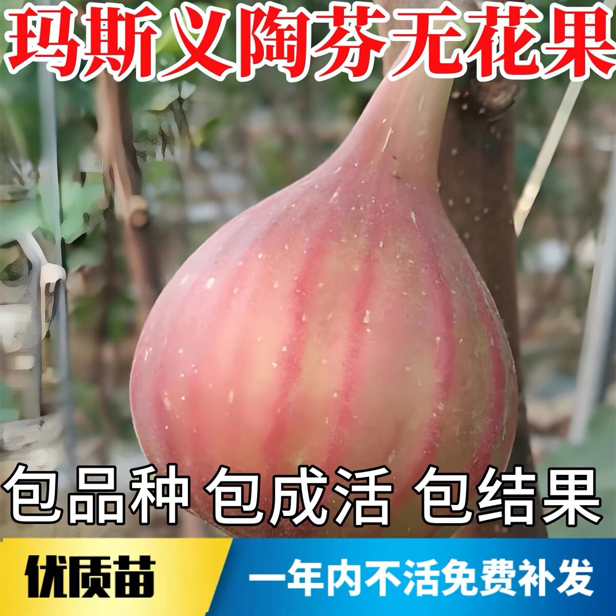 玛斯义陶芬无花果苗树南北方耐寒特大果阳台盆栽嫁接矮化当年结果
