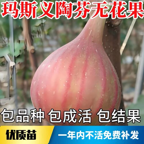 玛斯义陶芬无花果苗树南北方耐寒特大果阳台盆栽嫁接矮化当年结果