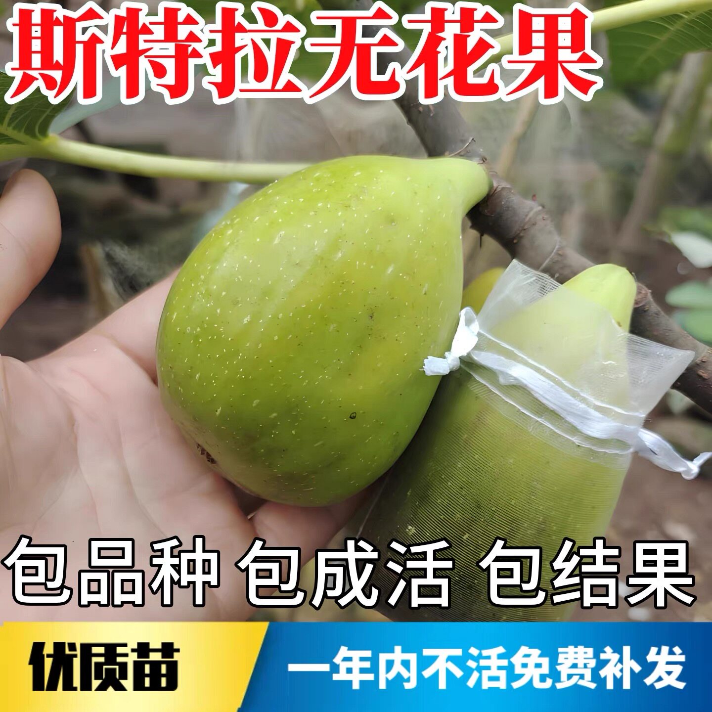 斯特拉无花果苗南北方耐寒特大果阳台盆栽嫁接矮化老桩树当年结果图片