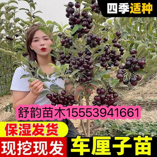 车厘子树苗嫁接拉宾斯大樱桃树苗特大耐寒樱桃苗南北方盆栽地栽苗