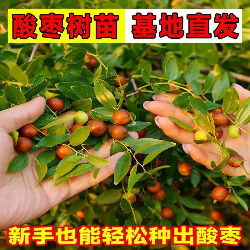 高产优质双仁药用野酸枣树苗小苗嫁接南北方规模种植荒山地栽