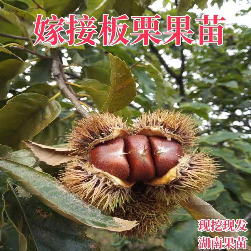 板栗树苗农大一号良种早熟板栗苗糯性易剥有香味湖南果树果苗嫁接
