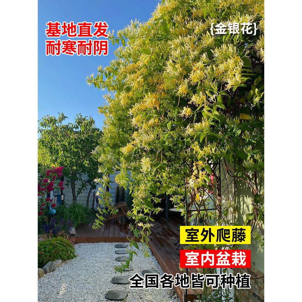 金银花树苗四季开花盆栽可食用泡水浓香爬藤植物阳台盆栽耐热耐寒